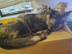 Lost Female Cat last seen Sheridan ridge s , Overland Park, KS 66212