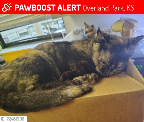 Lost Female Cat last seen Sheridan ridge s , Overland Park, KS 66212