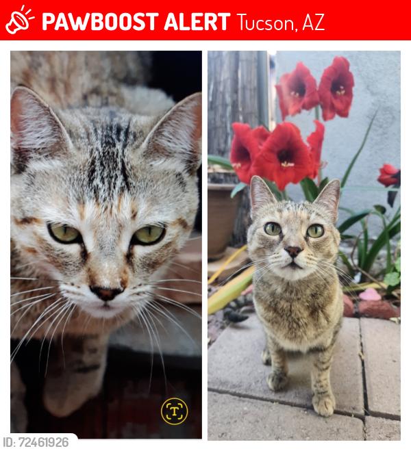 Lost Female Cat last seen Mary and Mann, Tucson, AZ 85730