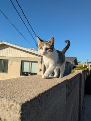 Reunited Unknown Cat last seen Elna Rae &  Beck, Tempe, AZ 85281