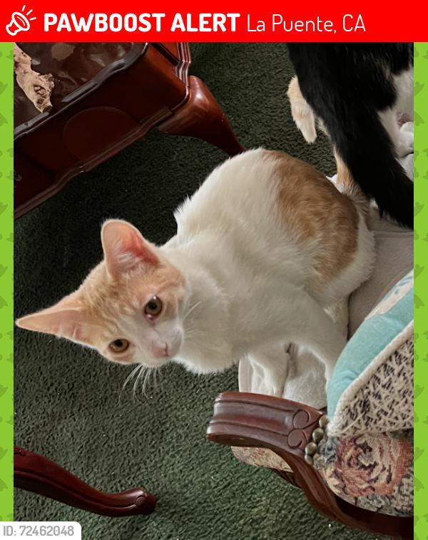 Lost Male Cat last seen Near don Julián rd, La Puente, CA 91746