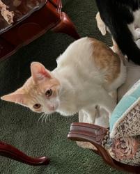 Lost Male Cat last seen Near don Julián rd, La Puente, CA 91746