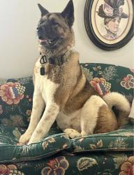 Lost Male Dog last seen Ramsey Rd/Pascagoula Rd, Grand Bay, AL 36541