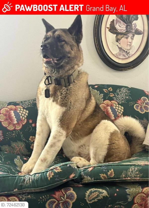 Lost Male Dog last seen Ramsey Rd/Pascagoula Rd, Grand Bay, AL 36541