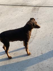 Lost Female Dog last seen Crawford , Dinuba, CA 93618