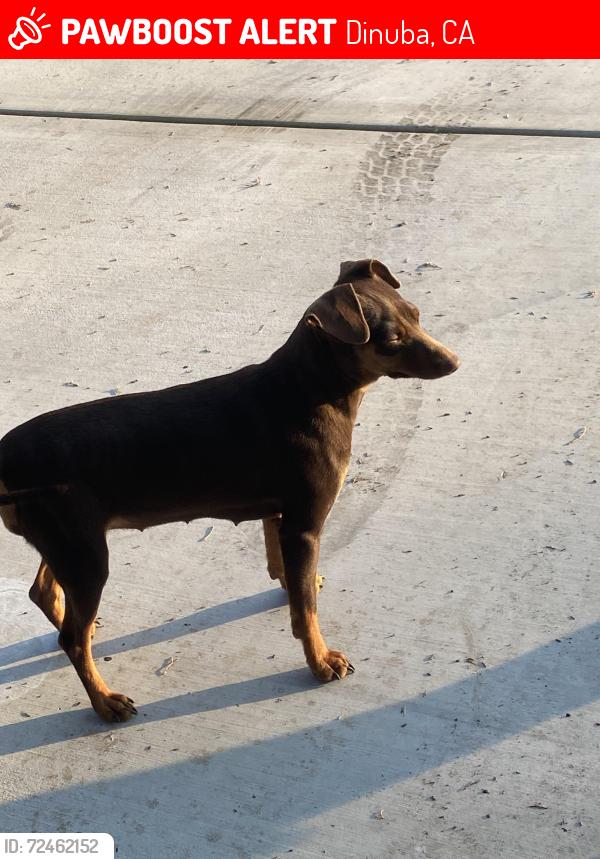 Lost Female Dog last seen Crawford , Dinuba, CA 93618
