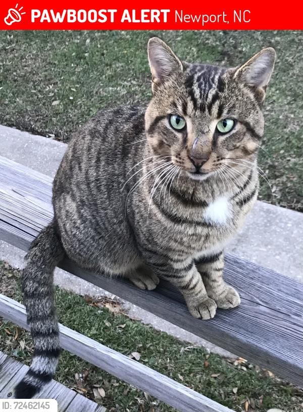 Lost Male Cat last seen Between Blue Heron & Island View Escapes Neighborhoods , Newport, NC 28570