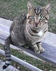 Lost Male Cat last seen Between Blue Heron & Island View Escapes Neighborhoods , Newport, NC 28570