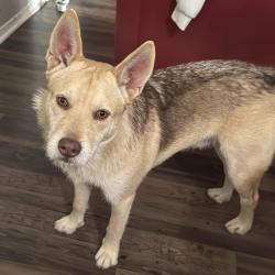 Lost Male Dog last seen Near walnut st dallas Tx 75243, Dallas, TX 75243