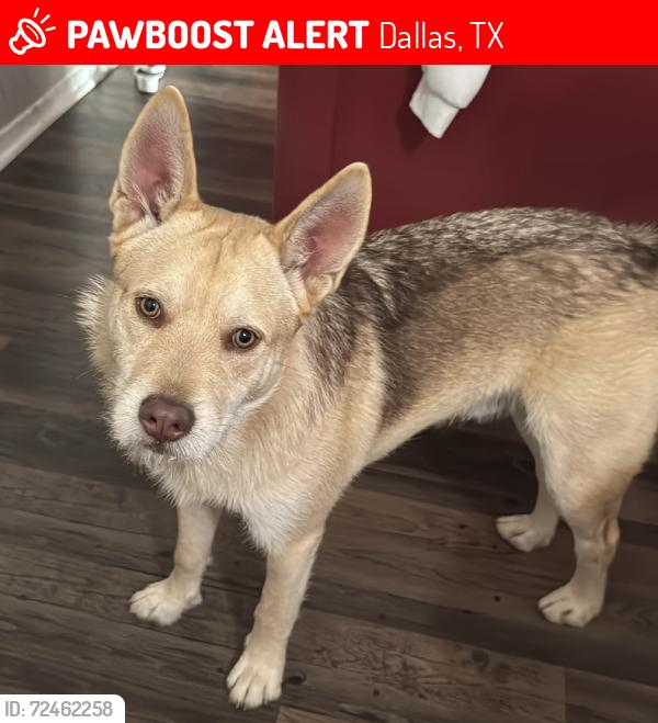 Lost Male Dog last seen Near walnut st dallas Tx 75243, Dallas, TX 75243