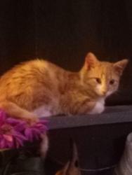 Reunited Male Cat last seen Stonebridge Gardens off Val Vista & Publeo Avenue Between Broadway & Southern, Mesa, AZ 85204