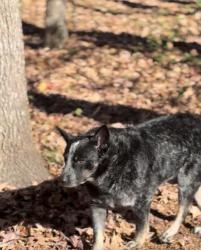 Lost Male Dog last seen Treeline Pl and Tufton Ct , Charlotte, NC 28215