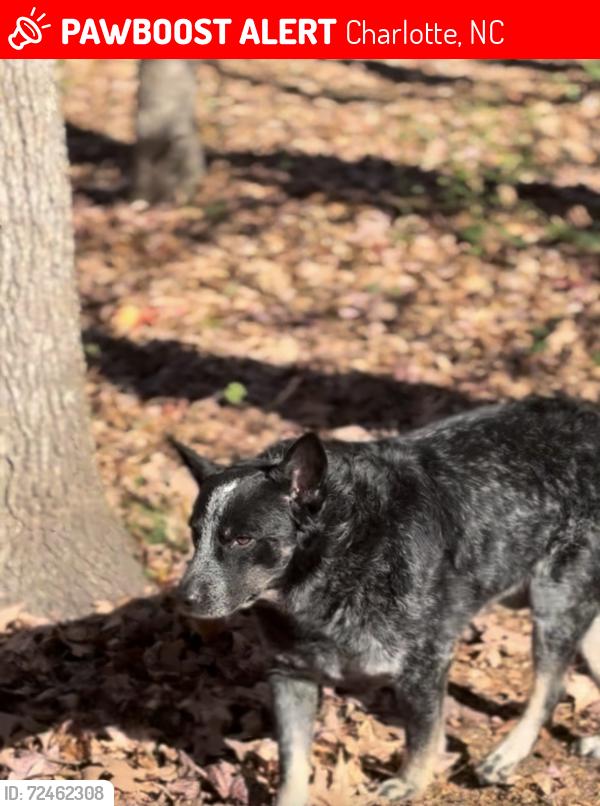 Lost Male Dog last seen Treeline Pl and Tufton Ct , Charlotte, NC 28215