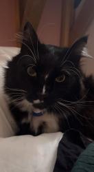 Lost Male Cat last seen Austin and marmont , Coquitlam, BC V3K 4S4