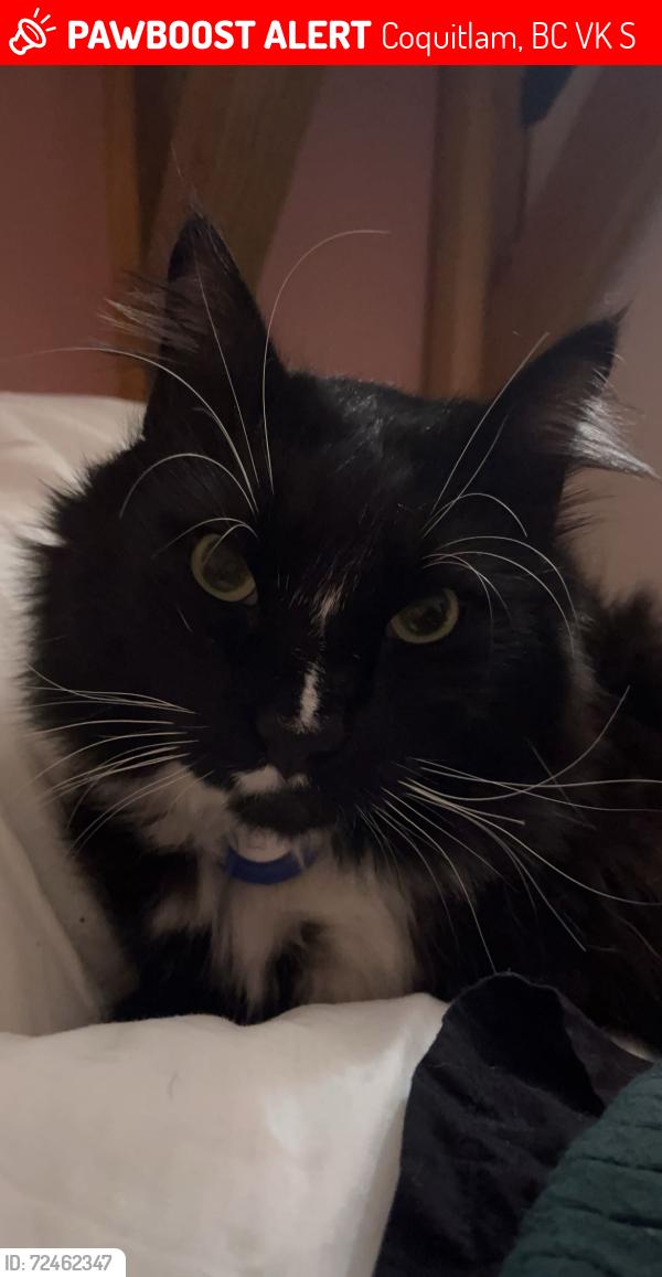 Lost Male Cat last seen Austin and marmont , Coquitlam, BC V3K 4S4