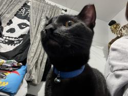Lost Male Cat last seen brockman st ingram, San Antonio, TX 78228