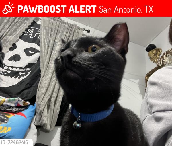 Lost Male Cat last seen brockman st ingram, San Antonio, TX 78228