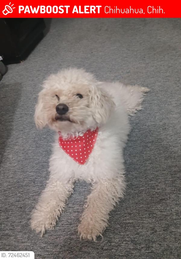 Lost Female Dog last seen My hse , Chihuahua, Chih. 31130