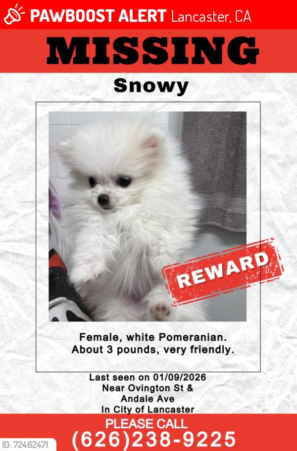 Lost Female Dog last seen Ovington st & Andale, Lancaster, CA 93535