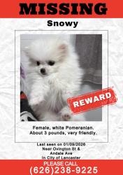 Lost Female Dog last seen Ovington st & Andale, Lancaster, CA 93535