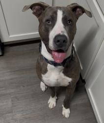 Lost Male Dog last seen Gene Campbell Blvd, New Caney, TX 77357