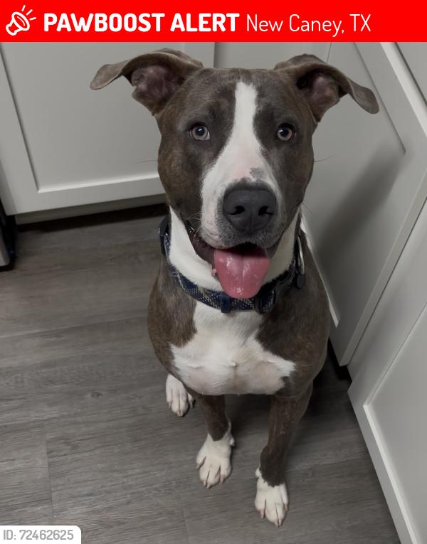Lost Male Dog last seen Gene Campbell Blvd, New Caney, TX 77357