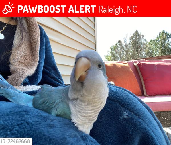 Lost Male Bird last seen Not sure, Knightdale, NC 27545