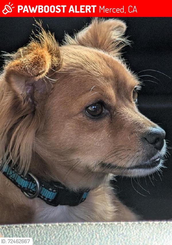 Lost Male Dog last seen K street store on k St Merced ca, Merced, CA 95341