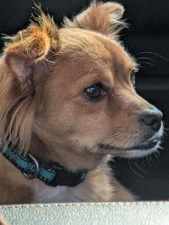 Lost Male Dog last seen K street store on k St Merced ca, Merced, CA 95341
