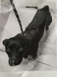 Lost Male Dog last seen 13th Ave and international blvd in Oakland California , Oakland, CA 94606