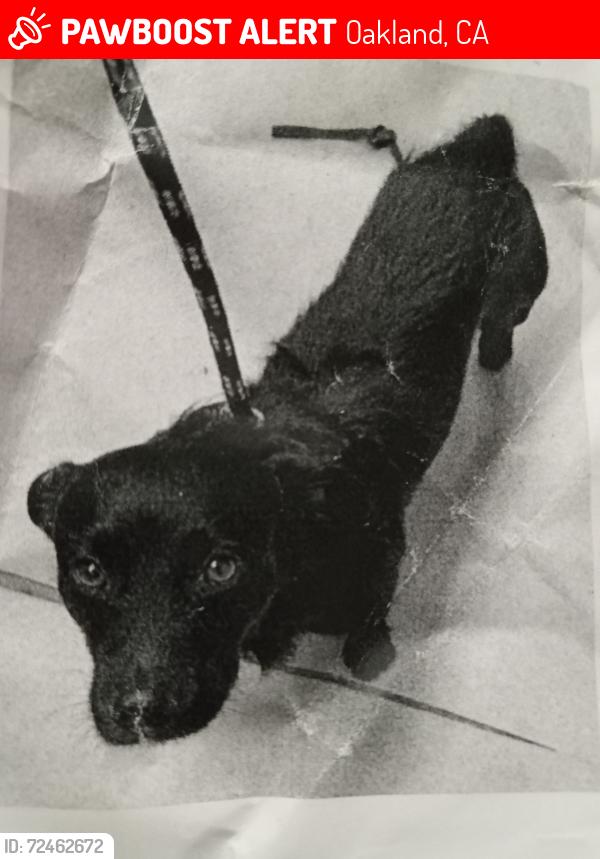 Lost Male Dog last seen 13th Ave and international blvd in Oakland California , Oakland, CA 94606