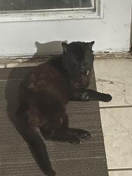 Lost Male Cat last seen Near south 2nd st , Louisville, KY 40208
