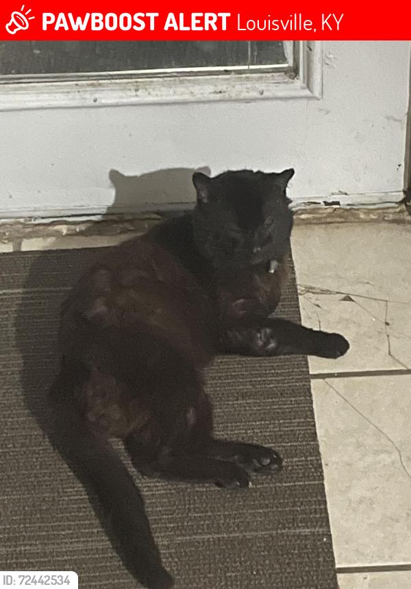 Lost Male Cat last seen Near south 2nd st , Louisville, KY 40208