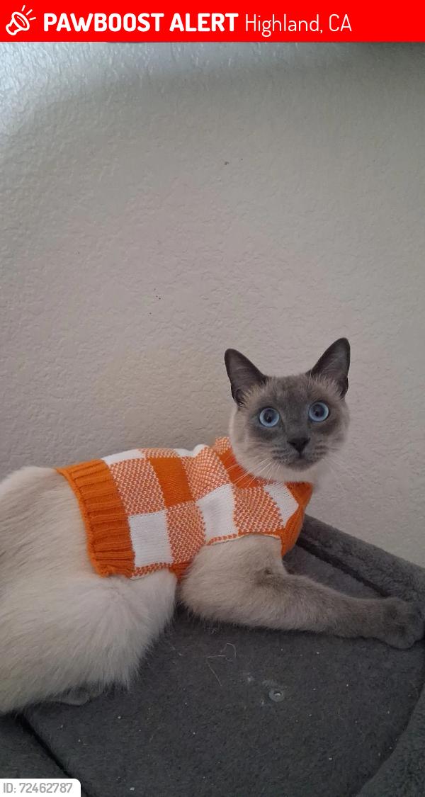 Lost Male Cat last seen Clearview lane , Highland, CA 92346