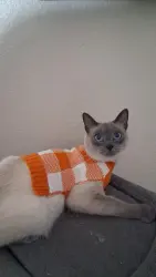 Lost Male Cat last seen Clearview lane , Highland, CA 92346