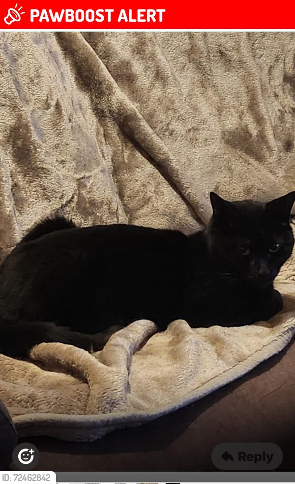 Lost Male Cat last seen B33 9BT, West Midlands, England B33
