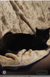 Lost Male Cat last seen B33 9BT, West Midlands, England B33