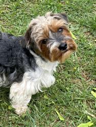 Lost Male Dog last seen 