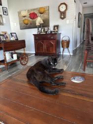 Lost Female Cat last seen 40th st st.pete, St. Petersburg, FL 33710