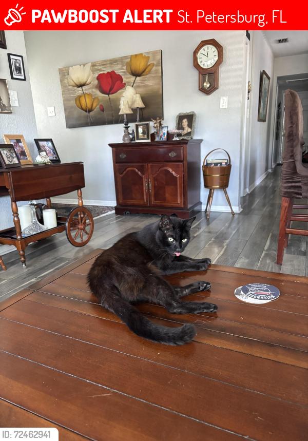 Lost Female Cat last seen 40th st st.pete, St. Petersburg, FL 33710