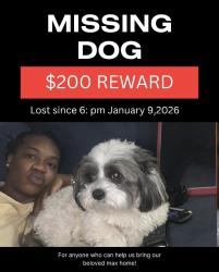 Lost Male Dog last seen Wister street, Philadelphia, PA 19144