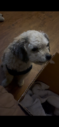 Lost Male Dog last seen Walpole pl / dezzani ln , Modesto, CA 95358