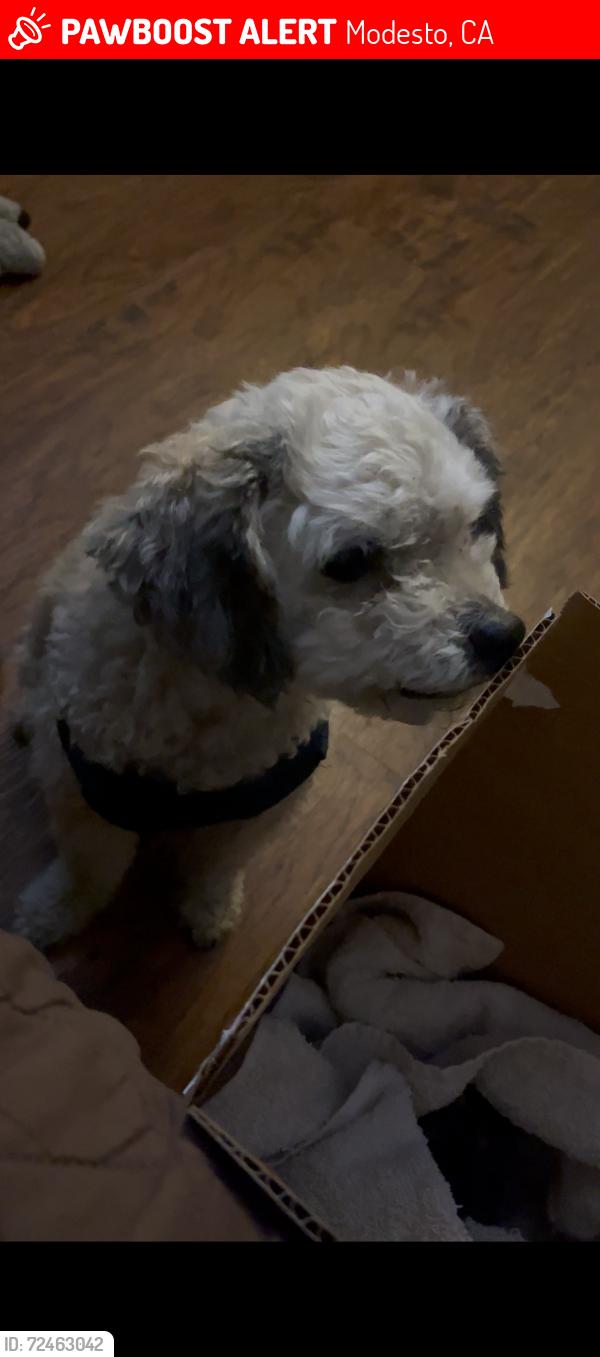 Lost Male Dog last seen Walpole pl / dezzani ln , Modesto, CA 95358
