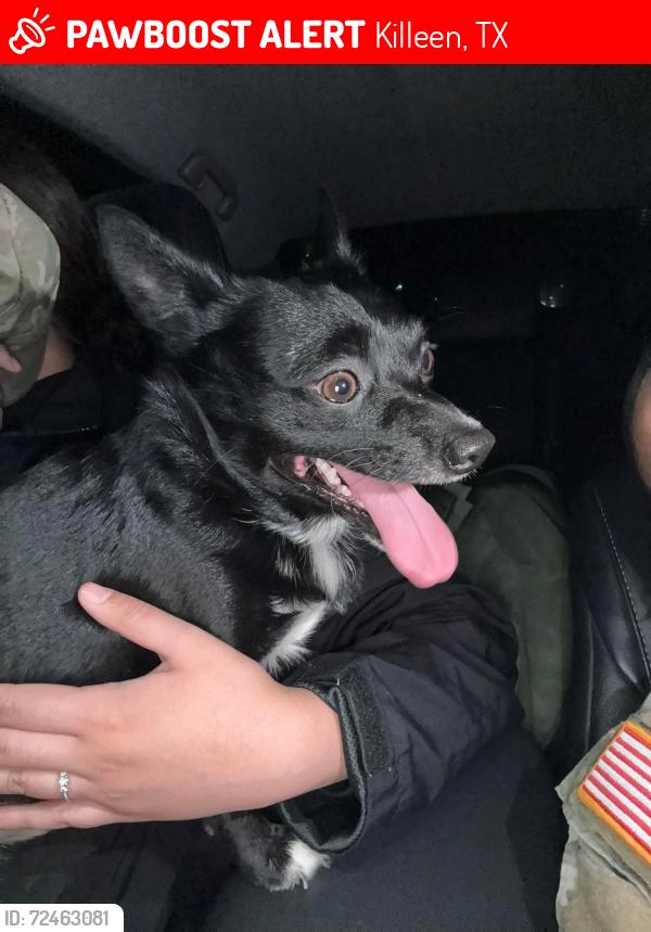 Lost Male Dog last seen Stan Schluter & Clear Creek , Killeen, TX 76549