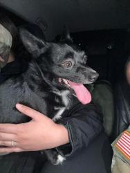 Lost Male Dog last seen Stan Schluter & Clear Creek , Killeen, TX 76549