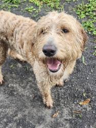 Lost Male Dog last seen Crossville Al , Crossville, AL 35962