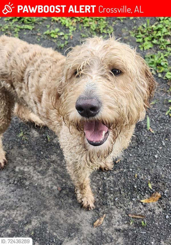 Lost Male Dog last seen Crossville Al , Crossville, AL 35962