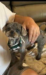 Lost Male Dog last seen 19th Ave Between Pinnacle Peak Rd and Deer Valley, Phoenix, AZ 85027