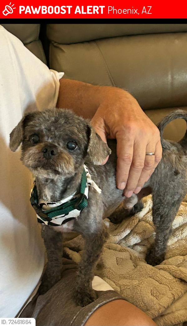 Lost Male Dog last seen 19th Ave Between Pinnacle Peak Rd and Deer Valley, Phoenix, AZ 85027