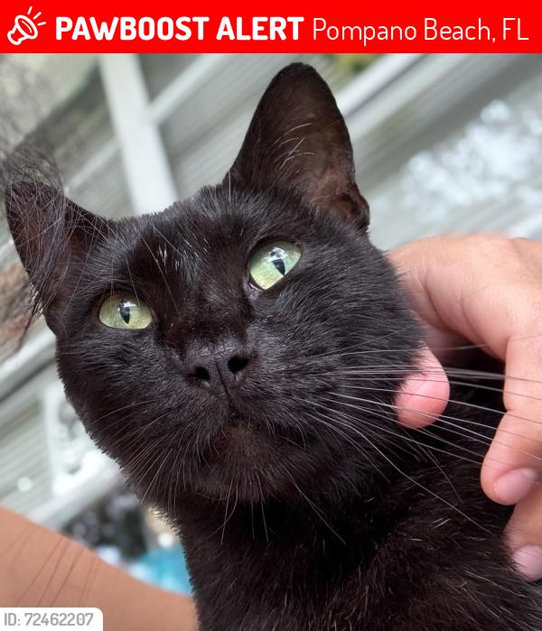 Lost Male Cat last seen Cresthaven Neighborhood, Pompano Beach, FL 33064